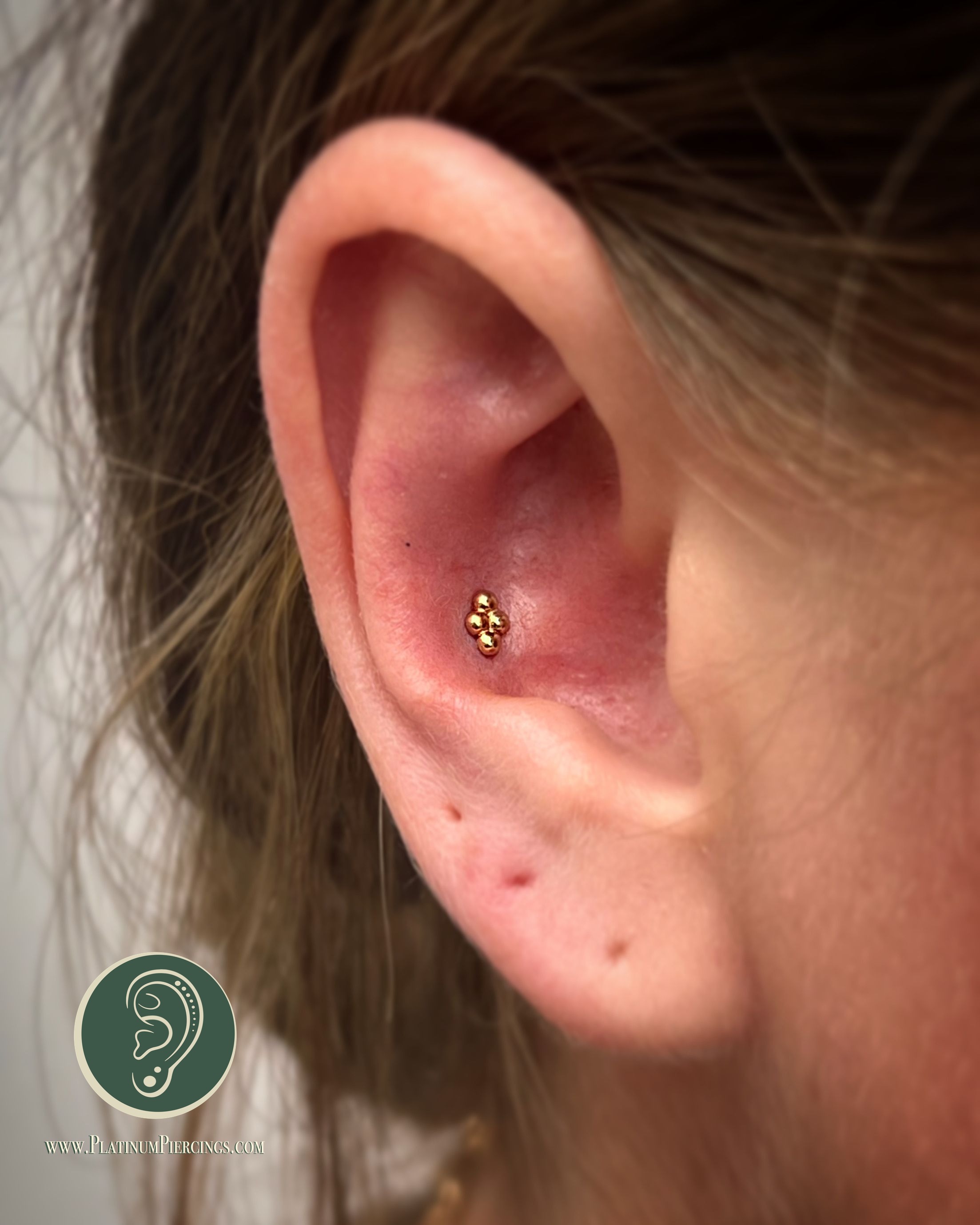 Conch piercing with 18k Yellow Gold Threadless by NeoMetal by JC at Platinum Body Piercings, San Antonio TX