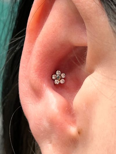 Conch piercing with Implant Grade Titanium Labret Stud/Flat Back by NeoMetal by Harley at Platinum Tattoos & Piercings, San Antonio TX