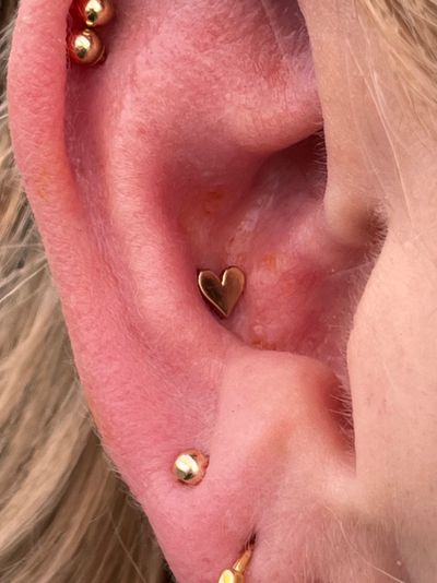 Conch piercing with 14k Yellow Gold Labret Stud/Flat Back by Tawapa by Harley at Platinum Tattoos & Piercings, San Antonio TX