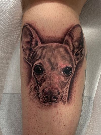 Black & Grey, Pet Portrait, Realism Black Dog tattoo on the Calf by Remy at Platinum Tattoos & Piercings, San Antonio TX