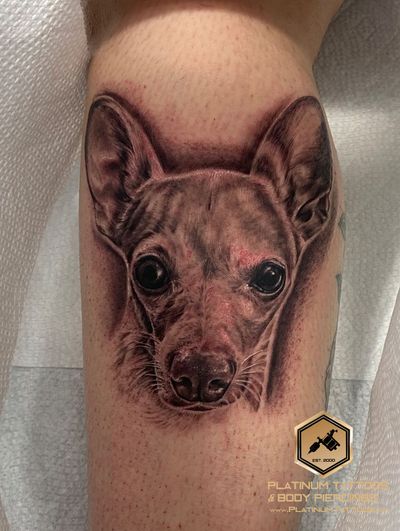 Black & Grey, Pet Portrait, Realism Black Dog tattoo on the Calf by Remy at Platinum Tattoos & Piercings, San Antonio TX
